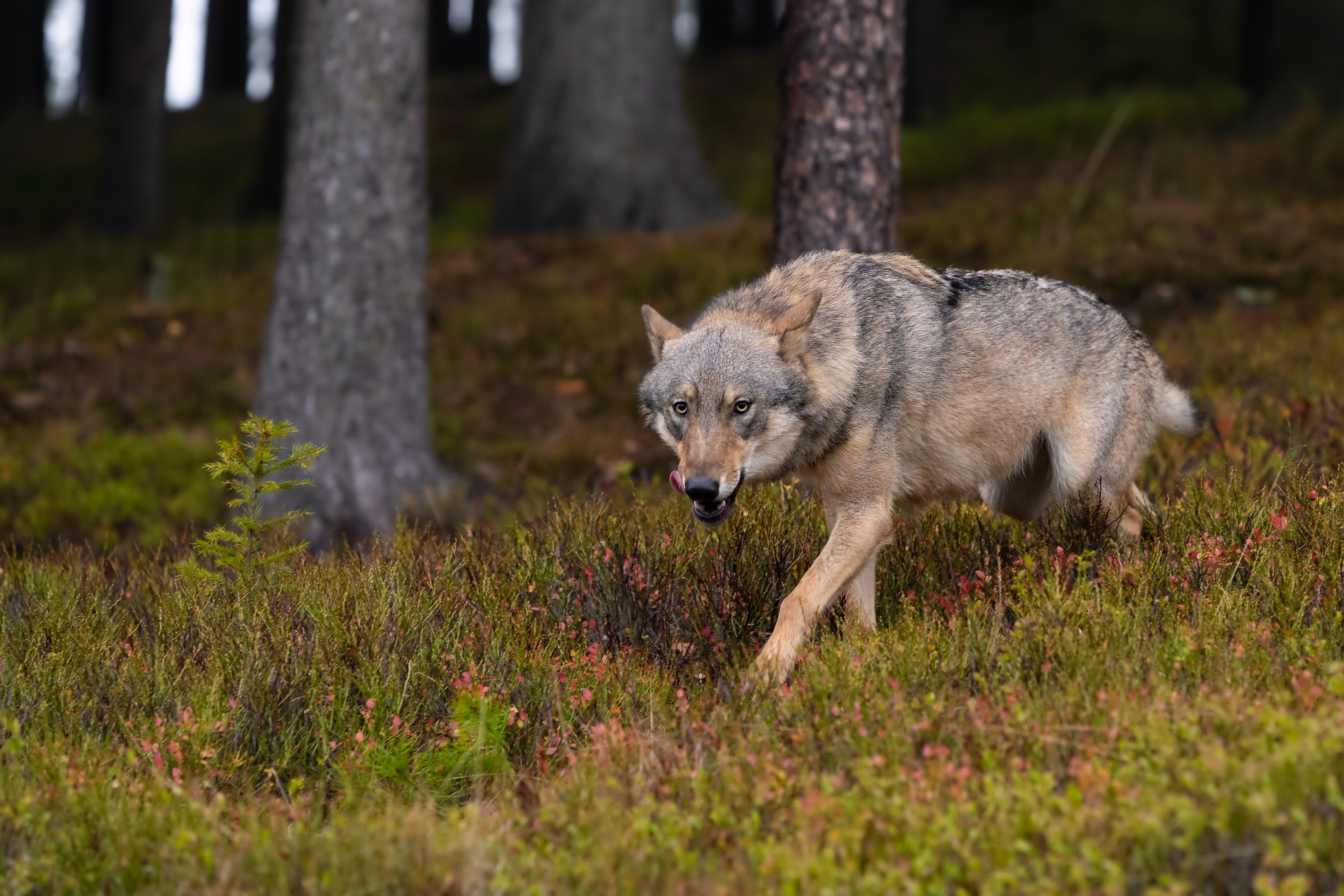 Жизнь серого волка. Макензийский волк. Волк canis Lupus. Макензийский Тундровый волк. Волк Долины Маккензи.